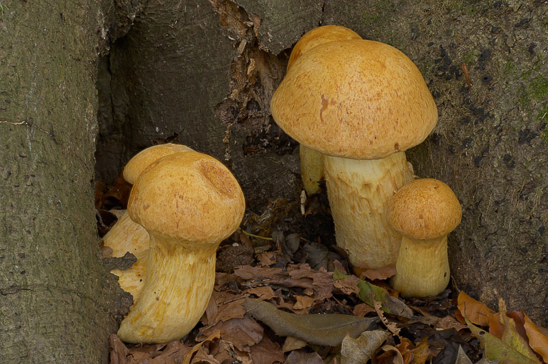 Gymnopilus junonius